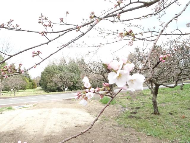 2025年3月31日染井吉野花芽の写真