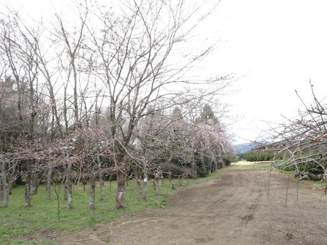 2025年3月31日染井吉野樹形の写真