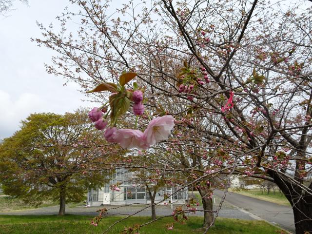 2025年4月11日関山花芽の写真