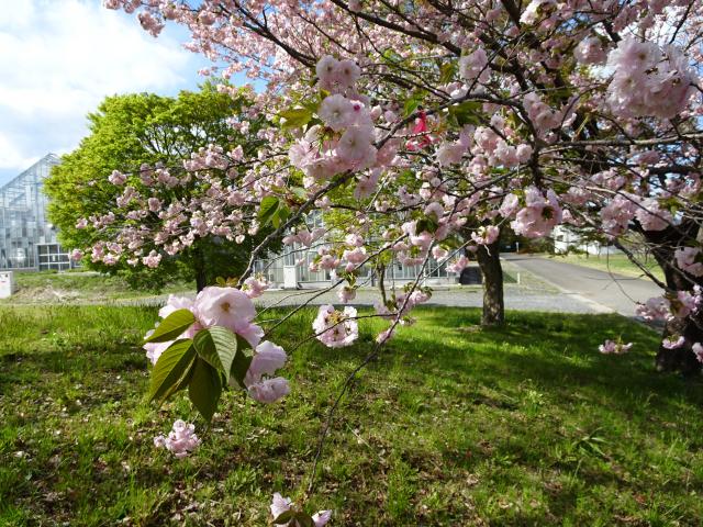 2025年4月16日関山花芽の写真