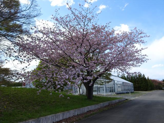 2025年4月16日関山樹形の写真