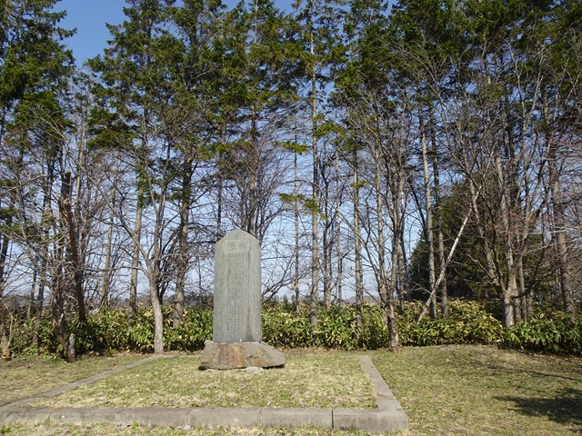 2024年4月15日オオヤマザクラ樹形の写真