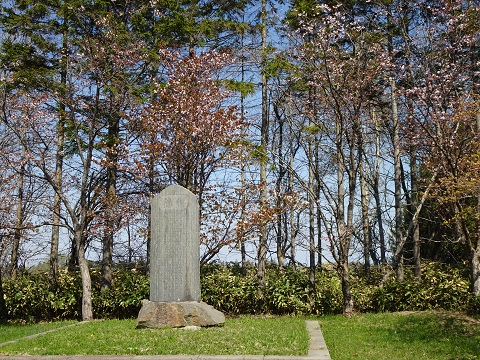 2024年5月2日オオヤマザクラ樹形の写真