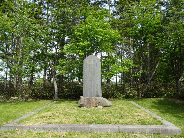 2024年5月20日樹形の写真