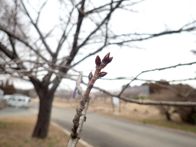 2024年3月5日関山花芽の写真