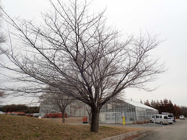 2024年3月5日関山樹形の写真