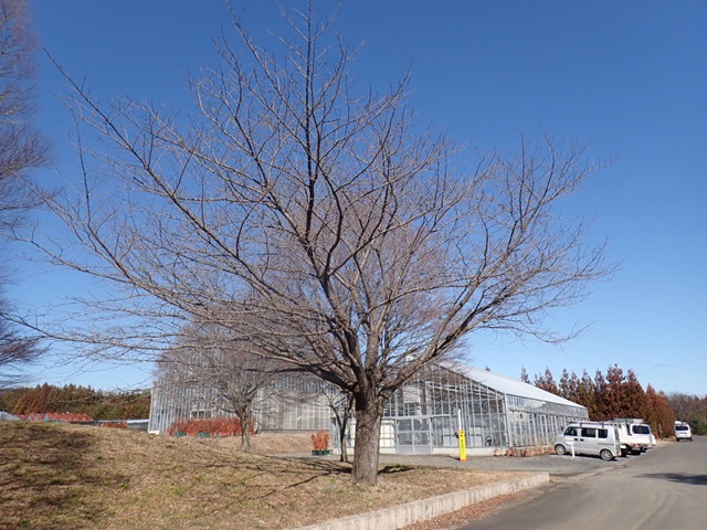 2024年3月7日関山樹形の写真