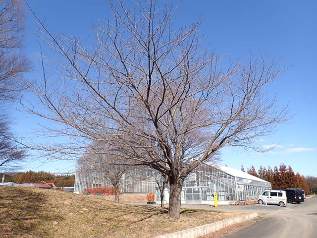 kanzan-t