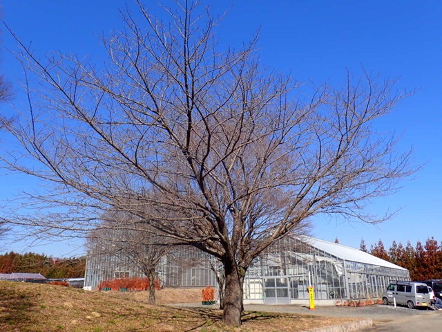 kanzan-t