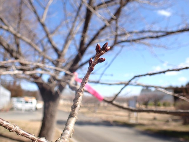 kanzan-f