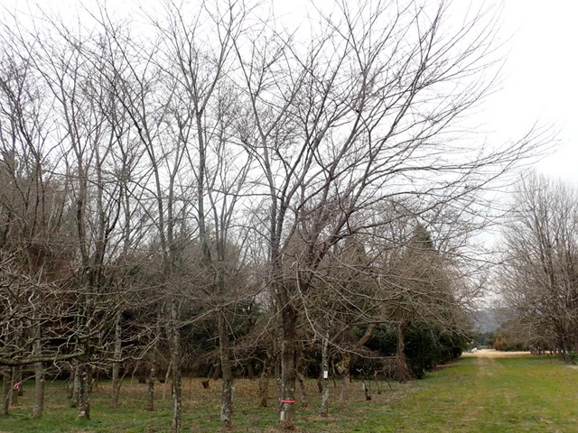 2024年3月25日染井吉野樹形の写真