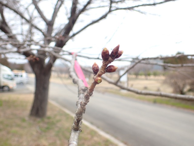 2024年3月28日関山花芽の写真