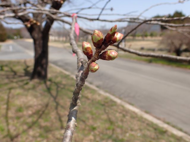 2024年4月2日関山花芽の写真