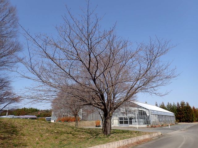 2024年4月2日関山樹形の写真