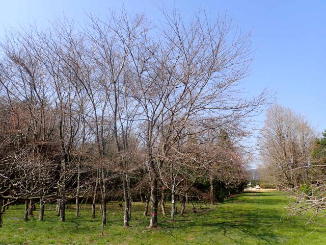 2024年4月2日染井吉野樹形の写真