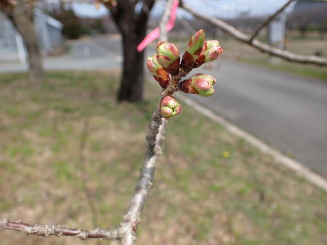 2024年4月4日関山花芽の写真