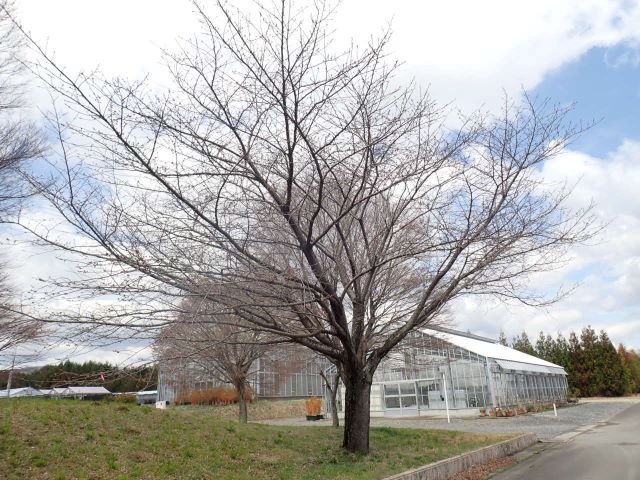 2024年4月4日関山樹形の写真