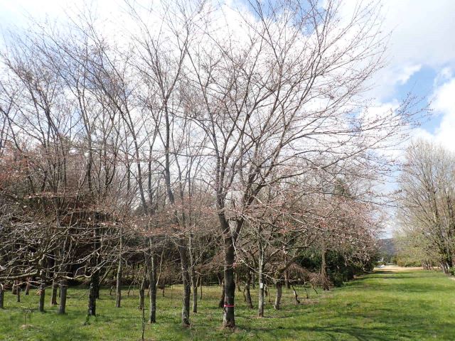 2024年4月4日染井吉野樹形の写真