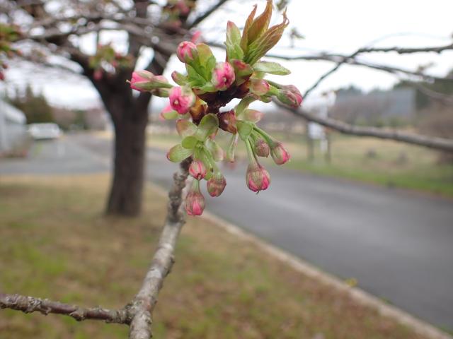 2024年4月8日関山花芽の写真