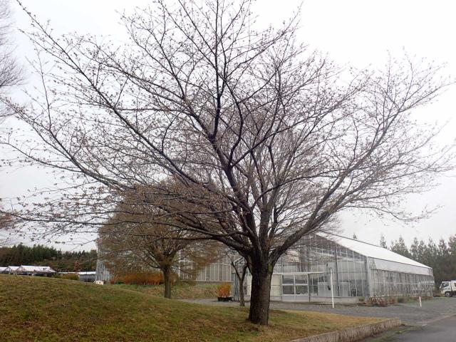 2024年4月8日関山樹形の写真
