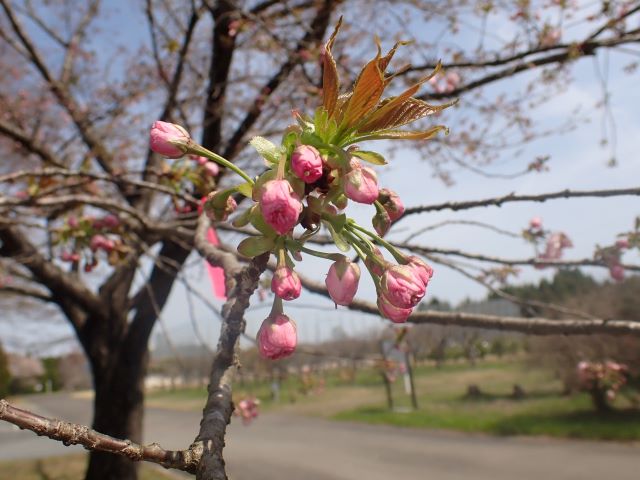 2024年4月11日関山花芽の写真