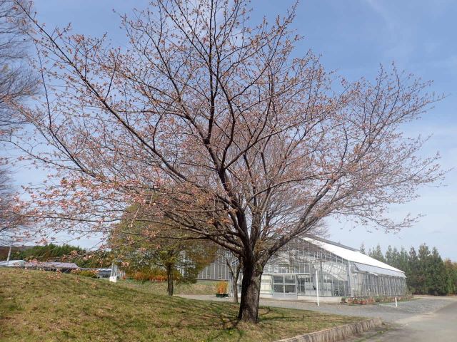 2024年4月11日関山樹形の写真