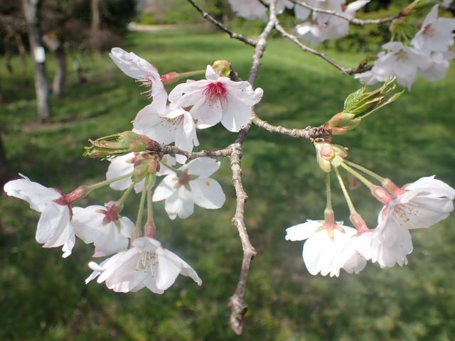 2024年4月11日染井吉野花芽の写真