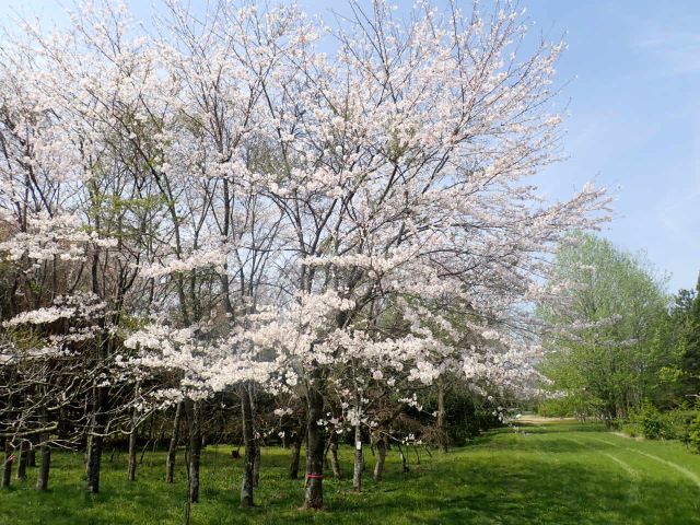 2024年4月11日染井吉野樹形の写真