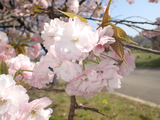 2024年4月15日関山花芽の写真