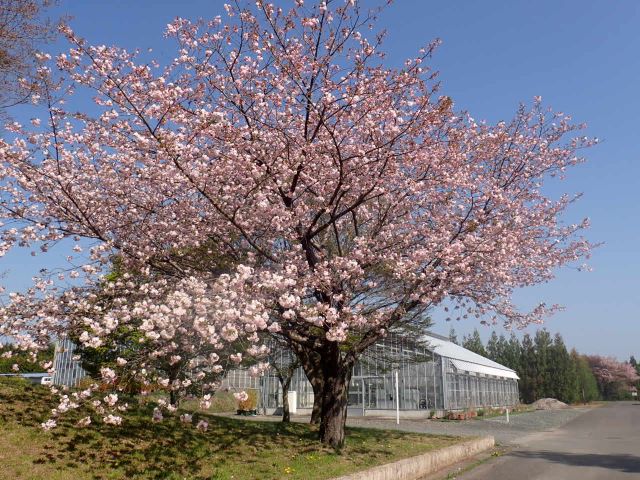 2024年4月15日関山樹形の写真