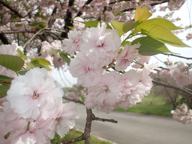 2024年4月18日関山花芽の写真