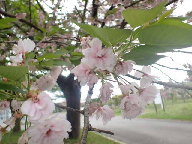 2024年4月22日関山花芽の写真
