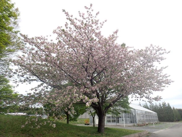 2024年4月22日関山樹形の写真