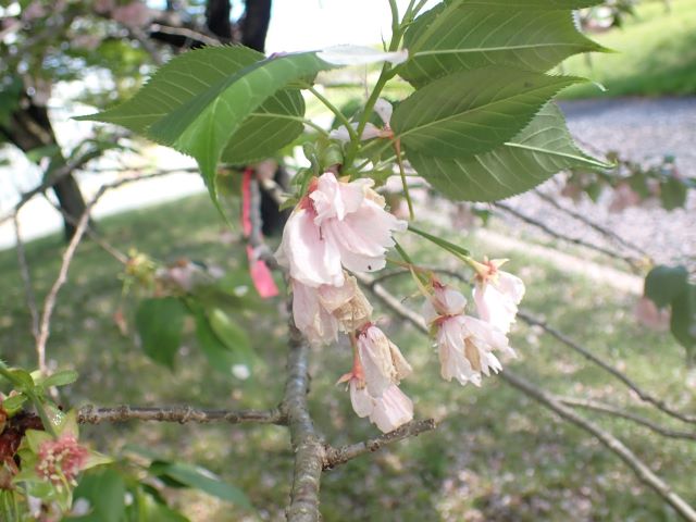 2024年4月25日関山花芽の写真