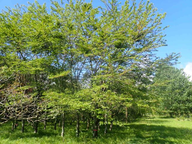 2024年4月25日染井吉野樹形の写真