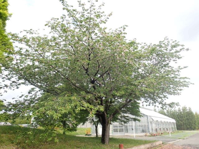 2024年4月30日関山樹形の写真