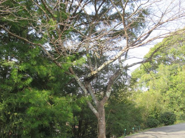 2024年3月4日染井吉野樹形の写真