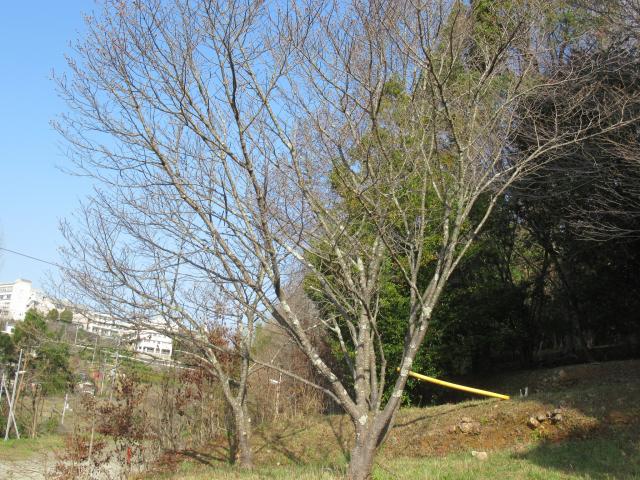 2024年3月7日陽光樹形の写真