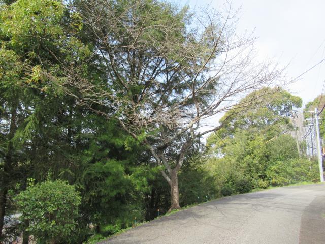 2024年3月21日染井吉野樹形の写真