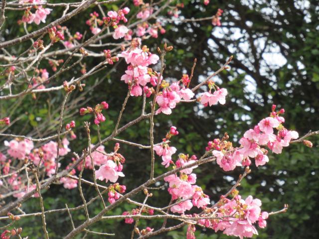 2024年3月21日陽光花芽の写真