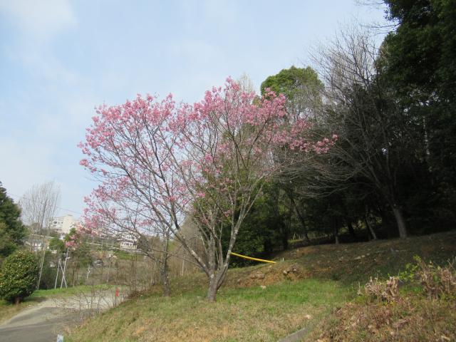 2024年3月21日陽光樹形の写真
