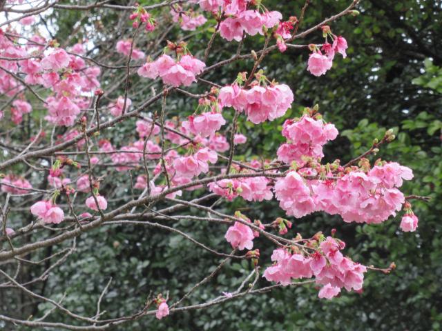 2024年3月26日陽光花芽の写真
