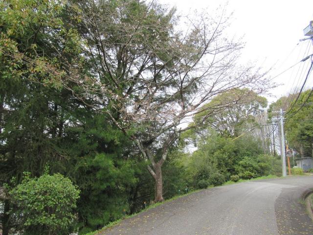 2024年3月28日染井吉野樹形の写真