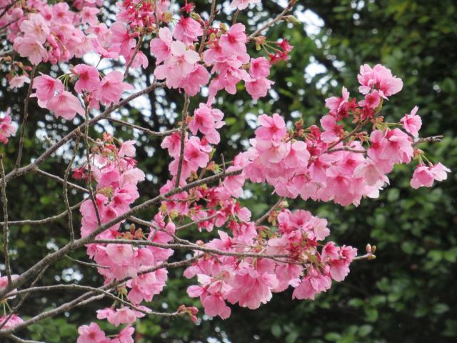 2024年3月28日陽光花芽の写真