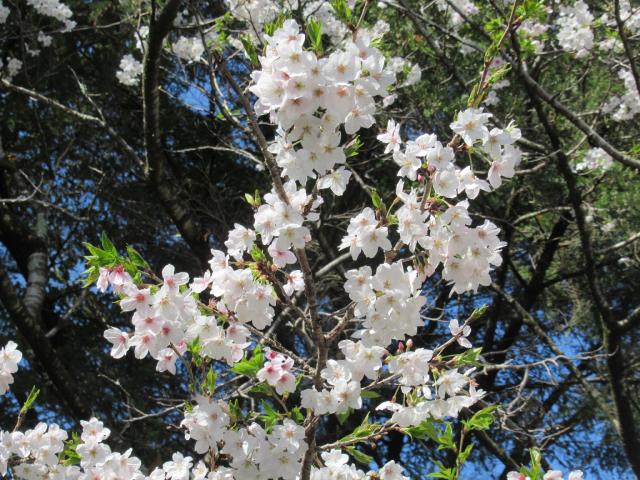 2024年4月1日染井吉野花芽の写真