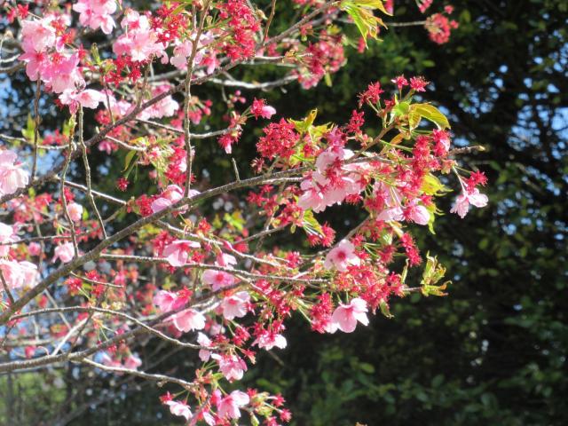2024年4月1日陽光花芽の写真