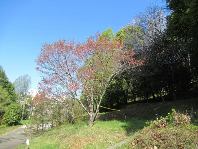 2024年4月1日陽光樹形の写真