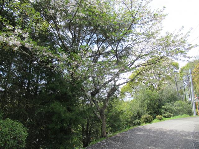 2024年4月4日染井吉野樹形の写真