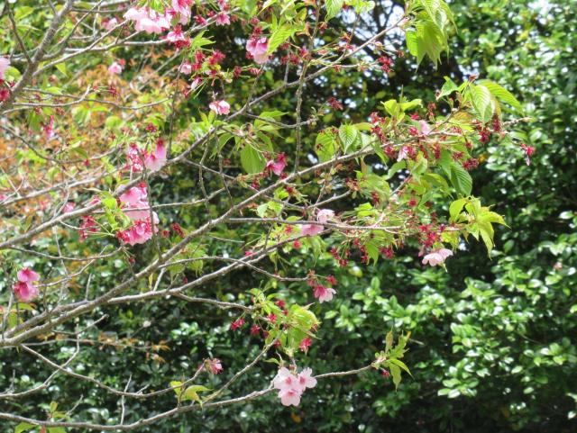 2024年4月4日陽光花芽の写真
