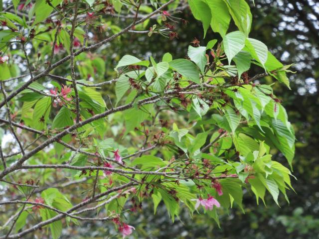 2024年4月8日陽光花芽の写真